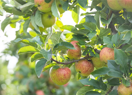 Obst-Brennkirsche