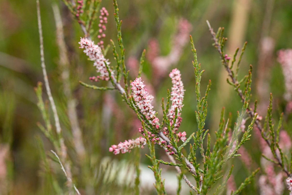 Tamarix parviflora mit Blüte, erhältlich von 40-60 bis 100-150 cm ;;ab 4,00 Euro