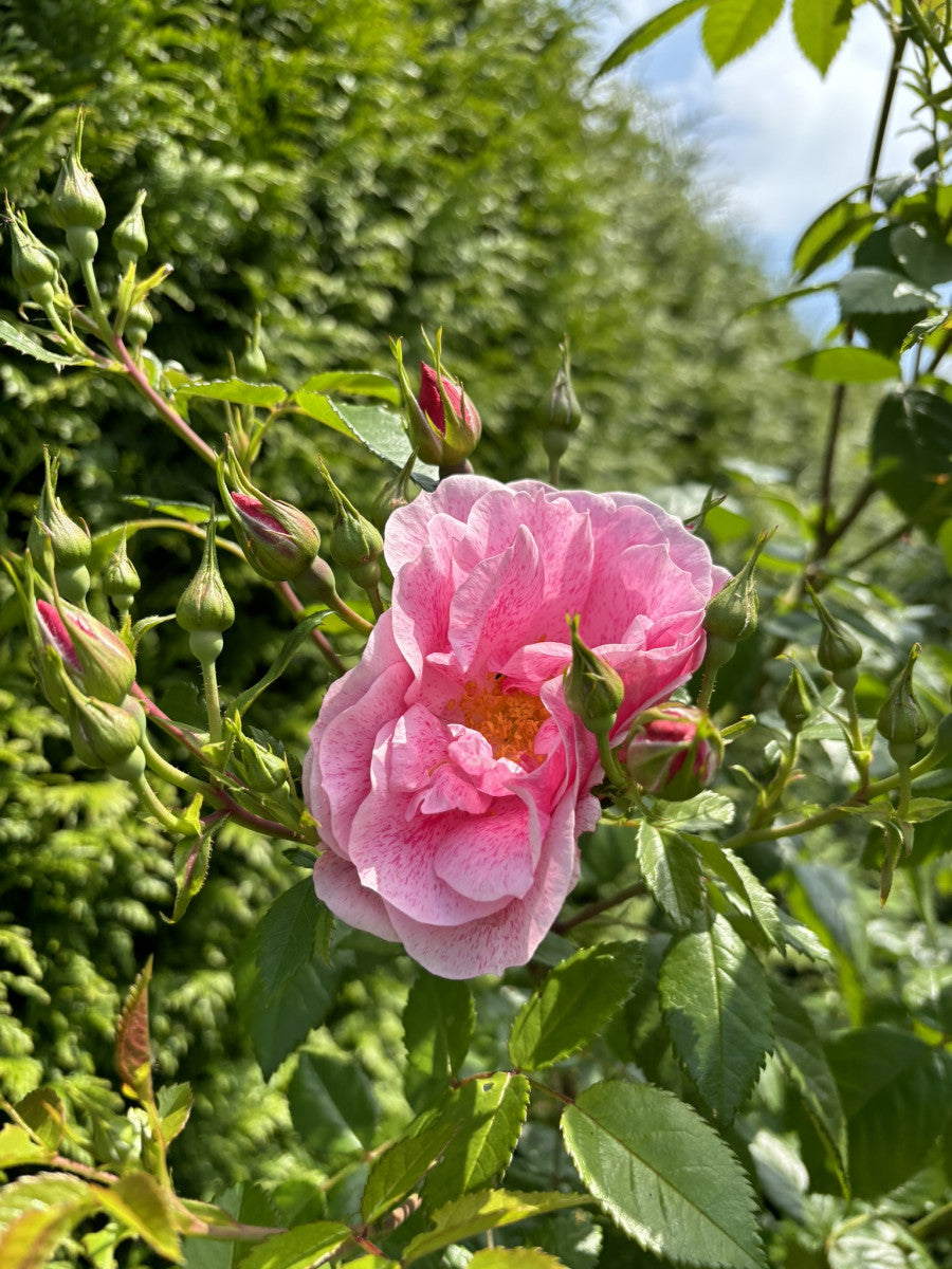 Kletterrose 'Camelot' ADR-Rose mit Blüte ; Einsatz: Rankgitter ; Pluspunkt: duftend;;hier kaufen