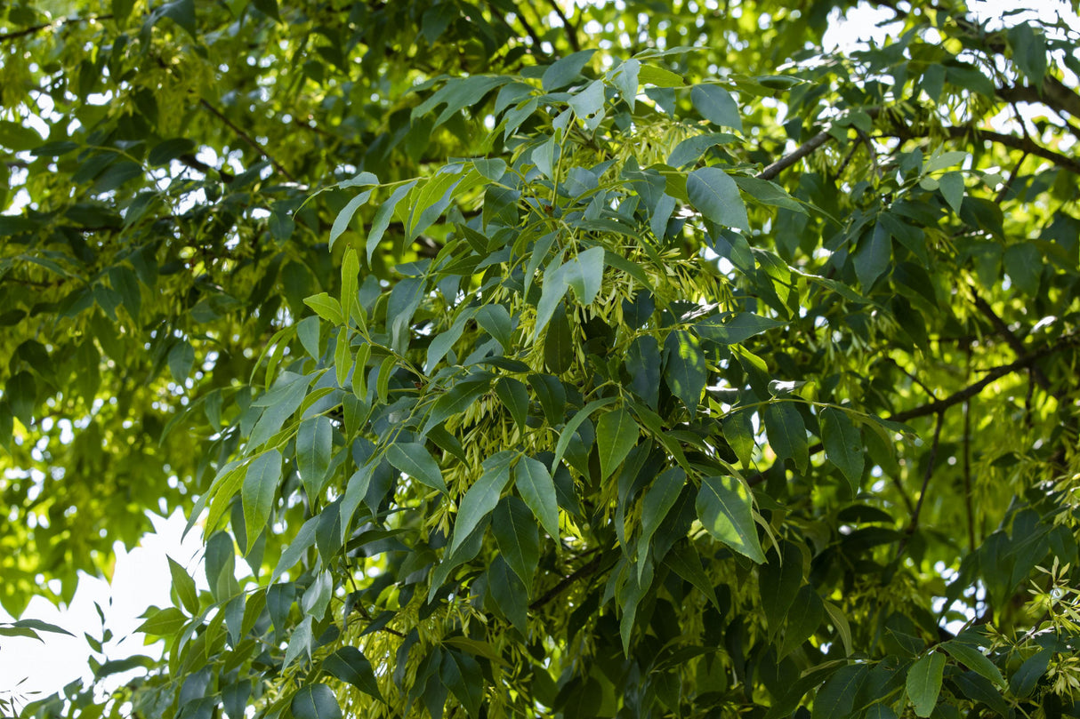 Fraxinus exc. 'Altena' mit Belaubung, erhältlich von 270-330 bis 450-650 cm ;;ab 178,00 Euro