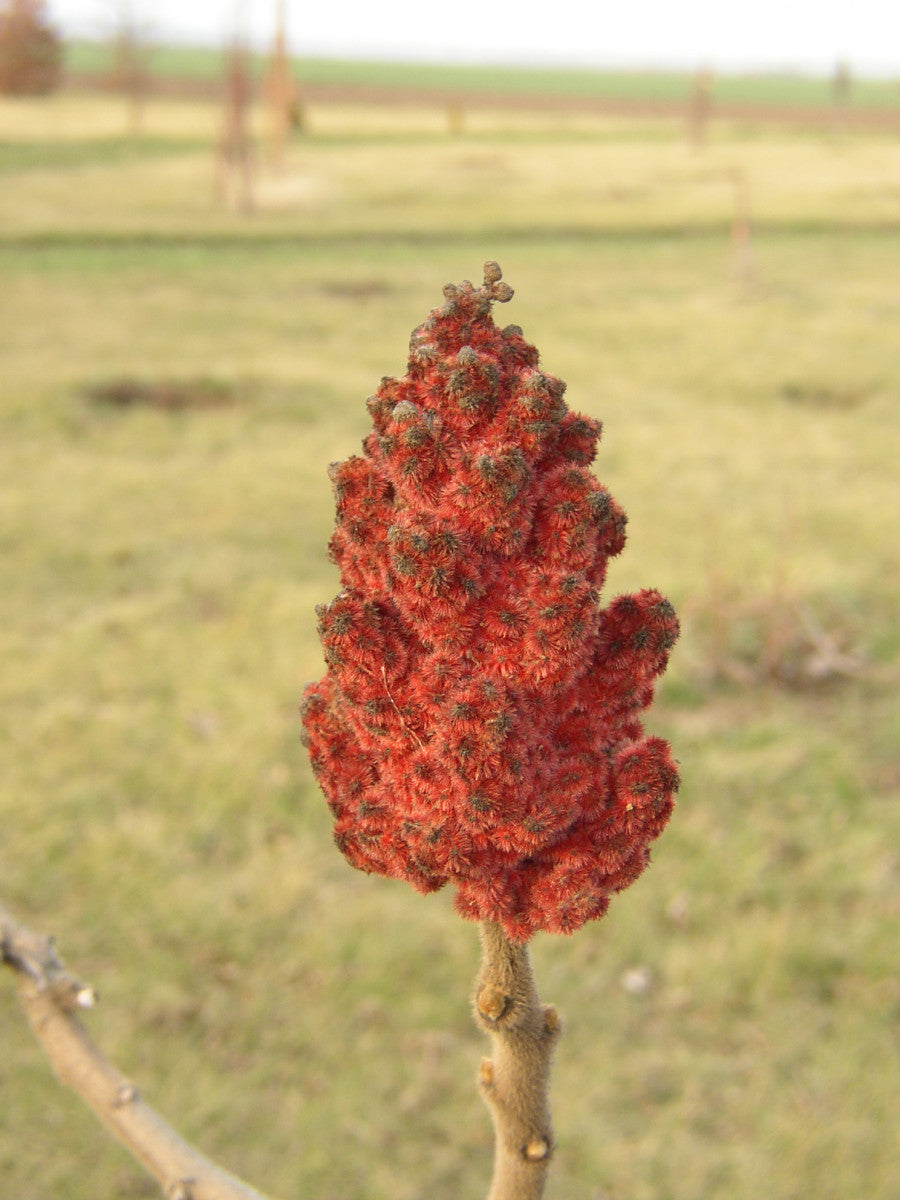 Velvet Sumac mit Blüte ; Einsatz: Ziergehölz ; Pluspunkt: bienenfreundlich;;Pflanzen vom Profi