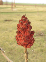 Velvet Sumac mit Blüte ; Einsatz: Ziergehölz ; Pluspunkt: bienenfreundlich;;Pflanzen vom Profi