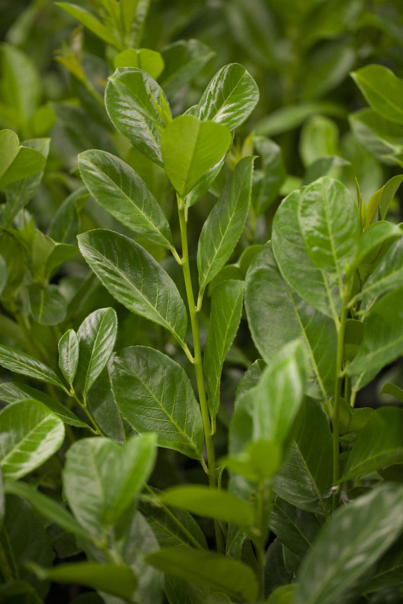 Prunus lauroc. 'Rotundifolia' (Lorbeerkirsche 'Rotundifolia')