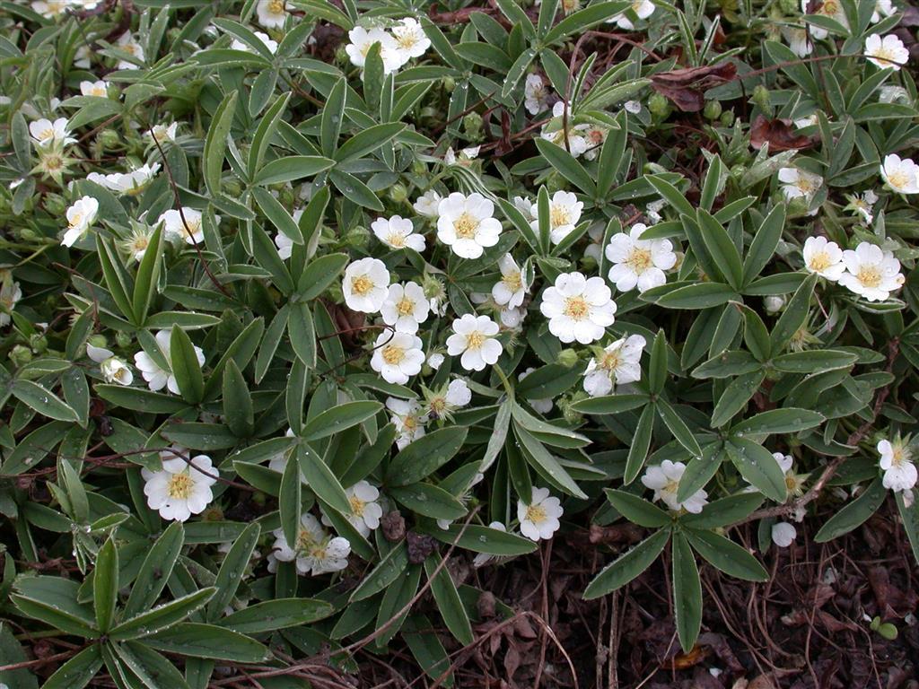 Potentilla alba mit Blüte ;;ab 5,30 Euro