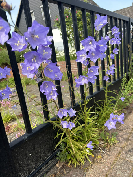 Campanula persicifolia als Pflanze im Beet ;;ab 3,10 Euro