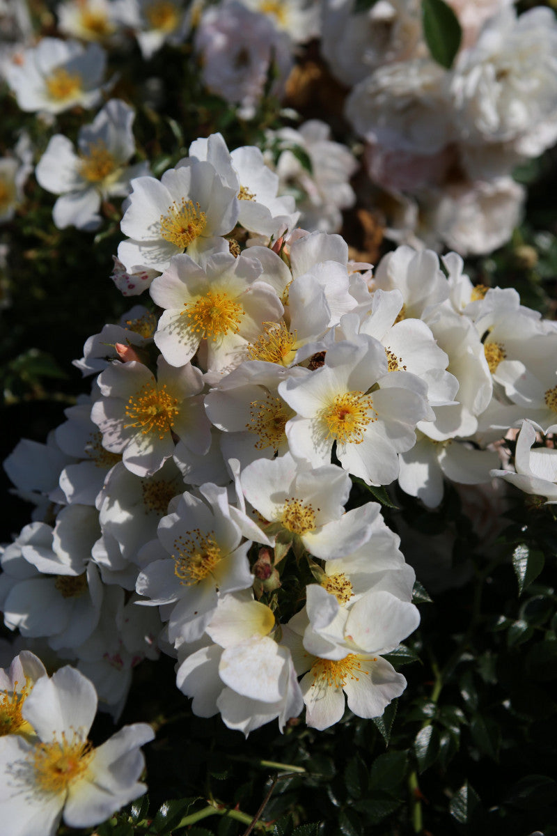 Rosa 'Sonnenröschen' Z (Zwergrose 'Sonnenröschen' -R- ADR-Rose)