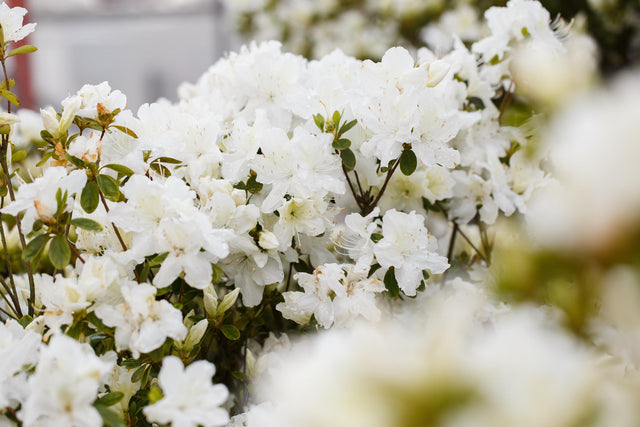 Rhododendron obt. 'Schneesturm' mit Blüte, erhältlich von 25-30 bis 30-40 cm ;;ab 19,80 Euro