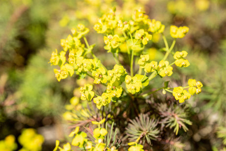 Euphorbia cyparissias 'Fens Ruby' mit Blüte ;;ab 4,65 Euro