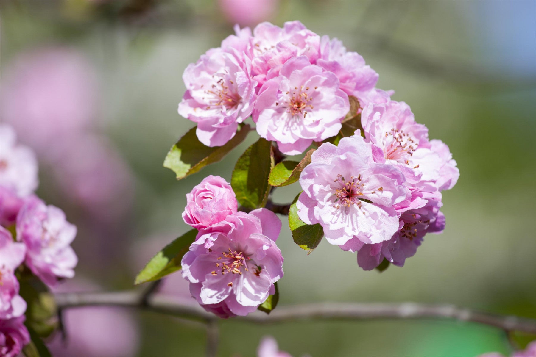 Malus 'Brandy Magic' (Zierapfel 'Brandy Magic')