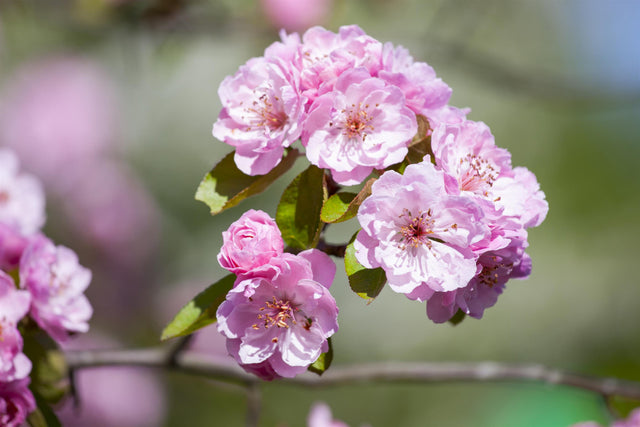 Malus 'Brandy Magic' mit Blüte, erhältlich von 60-100 bis 450-650 cm ;;ab 16,60 Euro