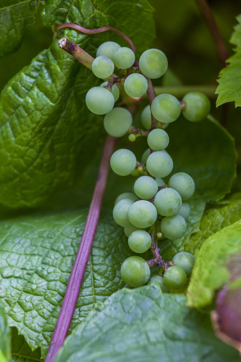 Vitis 'Amurensis' (Tafeltraube 'Amurensis')