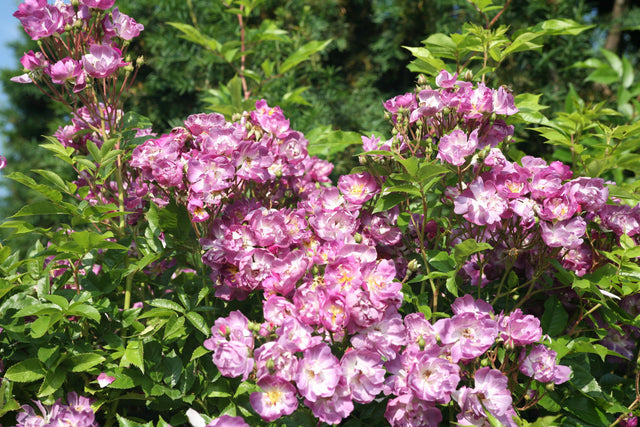 Rosa 'Veilchenblau' KL mit Blüte ;;ab 11,80 Euro