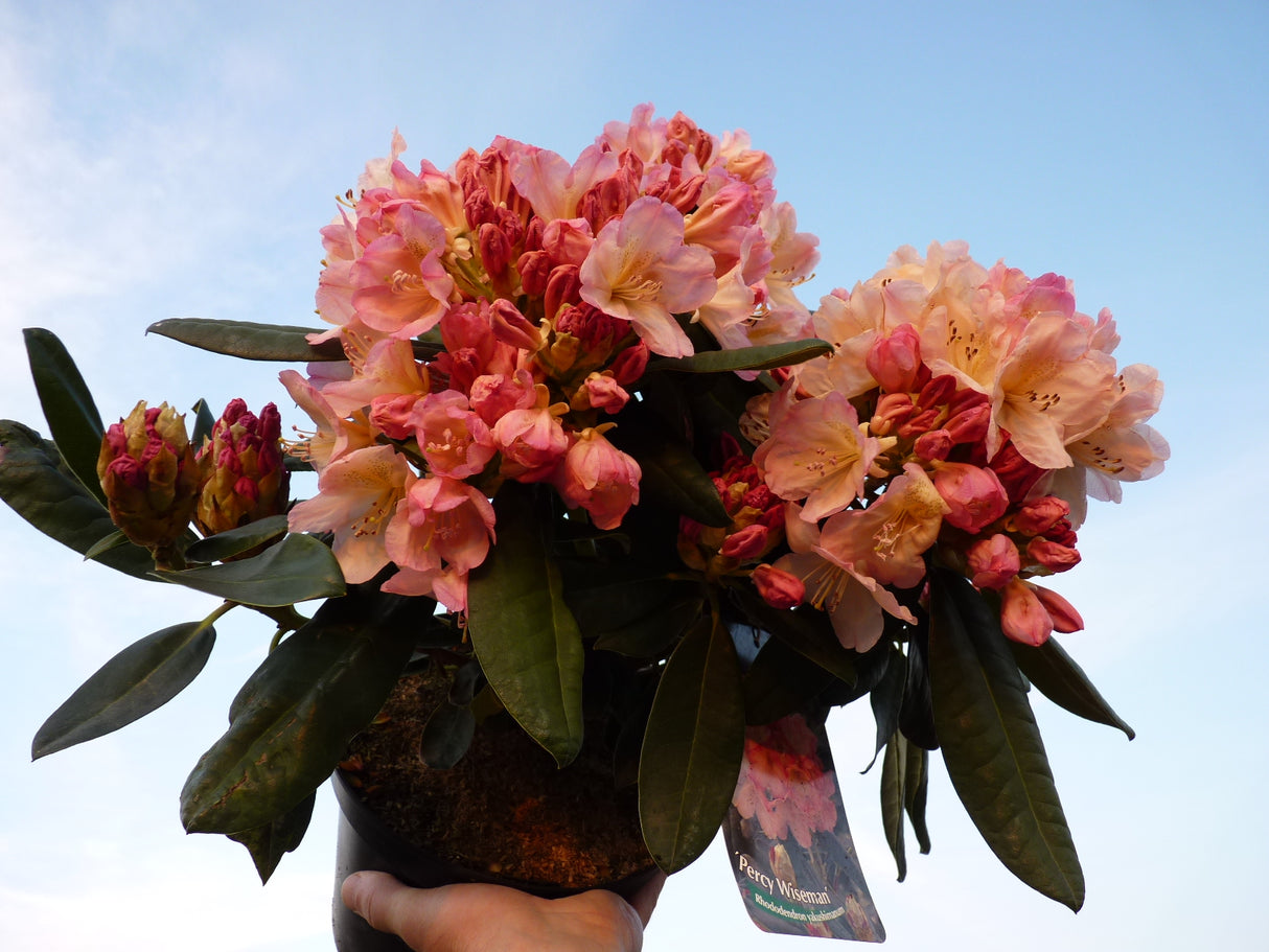 Rhododendron yak. 'Percy Wiseman' im Topf, erhältlich als: ; Einsatz: Heckenpflanze ; Pluspunkt: attraktive Blüten;;günstig mit Qualität