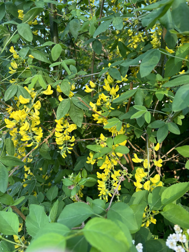 Laburnum watereri 'Vossii' mit Blüte, erhältlich von 60-100 bis 450-650 cm ;;ab 20,50 Euro