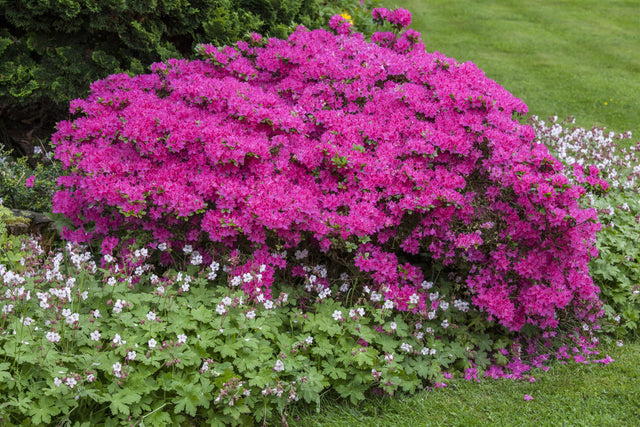 Rhododendron obt. 'Diamant Rosa' mit Blüte, erhältlich von 20-25 bis 30-40 cm ;;ab 15,90 Euro