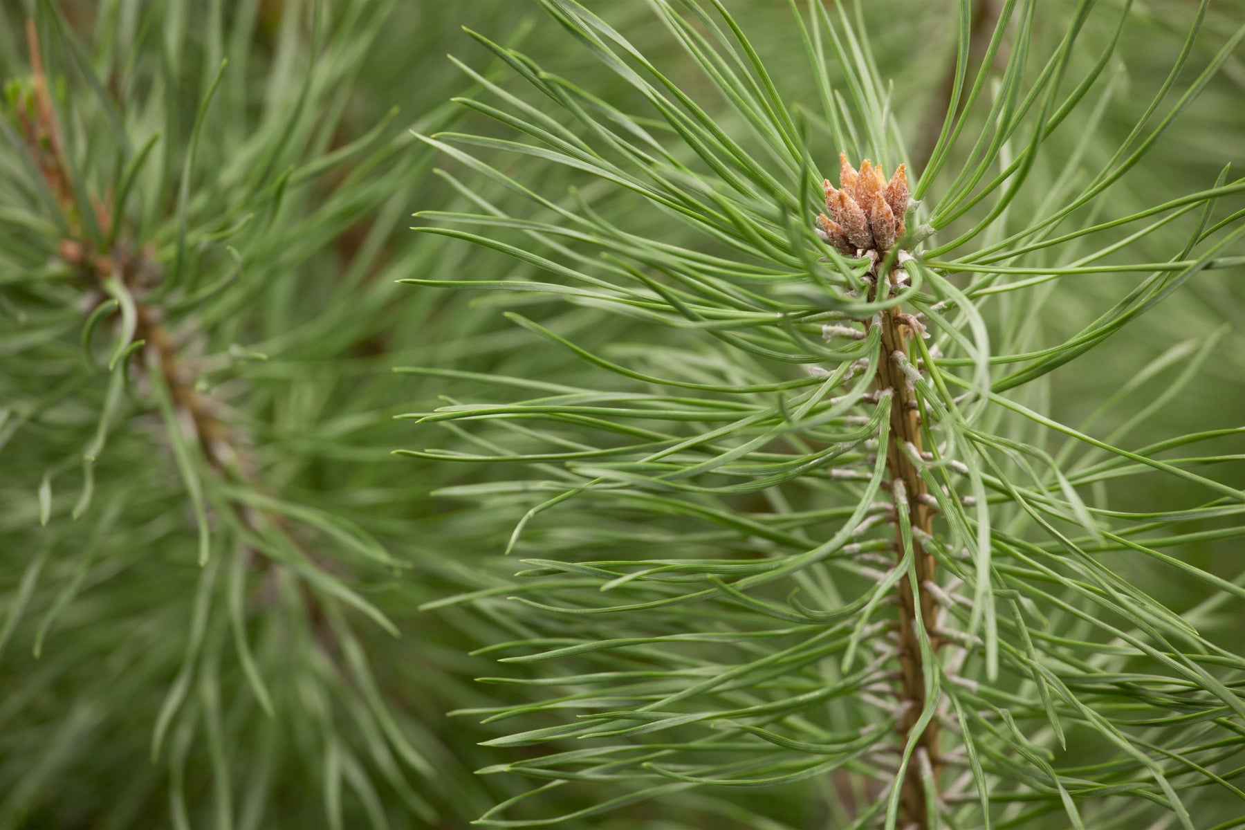 Pinus sylvestris 'Norske Typ' (Waldkiefer Norwegen)