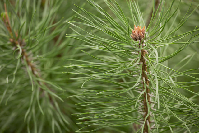 Pinus sylvestris 'Norske Typ' , erhältlich von 30-40 bis 200-225 cm ;;ab 0,31 Euro