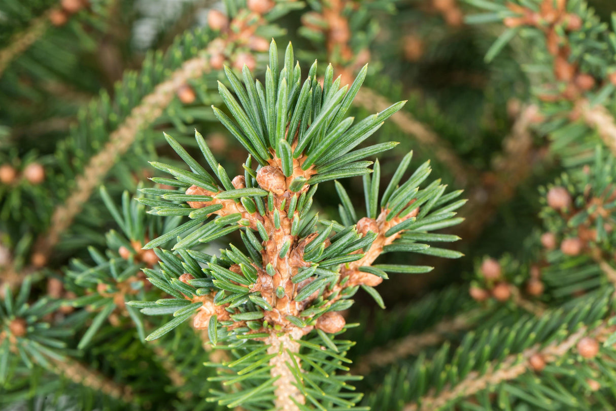 Synonym (alte Bezeichnung): Picea excelsa mit Sommerbelaubung ;;