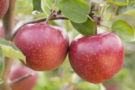 Apfel 'Jonagold' mittel mit Früchten, verfügbar in 19 Größen und Varianten ; Einsatz: Hausgarten ; Pluspunkt: große Früchte;;hier kaufen