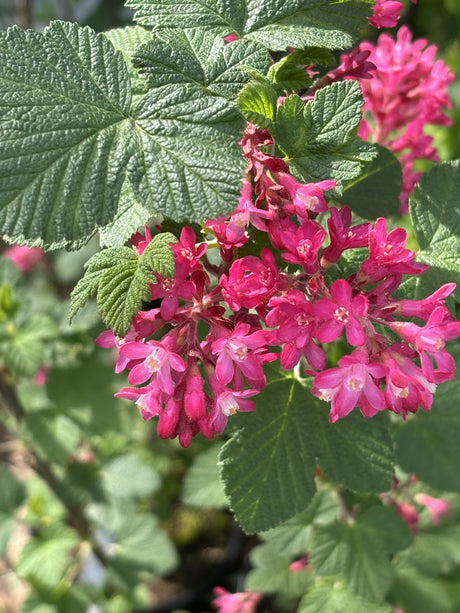 Ribes sanguineum 'Atrorubens' mit Blüte, erhältlich von 40-60 bis 200-250 cm ;;ab 5,25 Euro