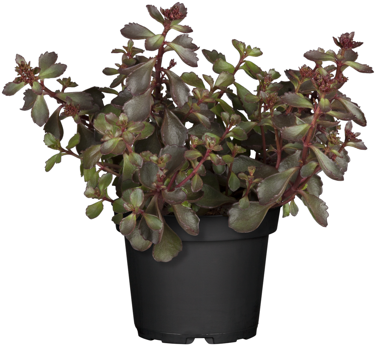 Sedum spurium 'Schorbuser Blut' ;;ab 3,20 Euro