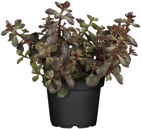 Sedum spurium 'Schorbuser Blut' ;;ab 3,20 Euro