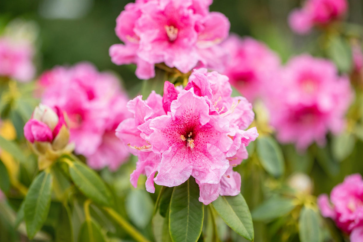 Rhododendron discolor mit Blüte, erhältlich von 30-40 bis 50-60 cm ;;ab 38,50 Euro