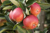 Malus 'Braeburn' (Apfel 'Braeburn' mittel)