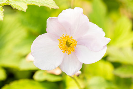 Anemone tomentosa 'Robustissima' mit Blüte ;;ab 4,85 Euro