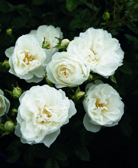 Rosa 'White Babyflor' Z mit Blüte ;;ab 8,10 Euro