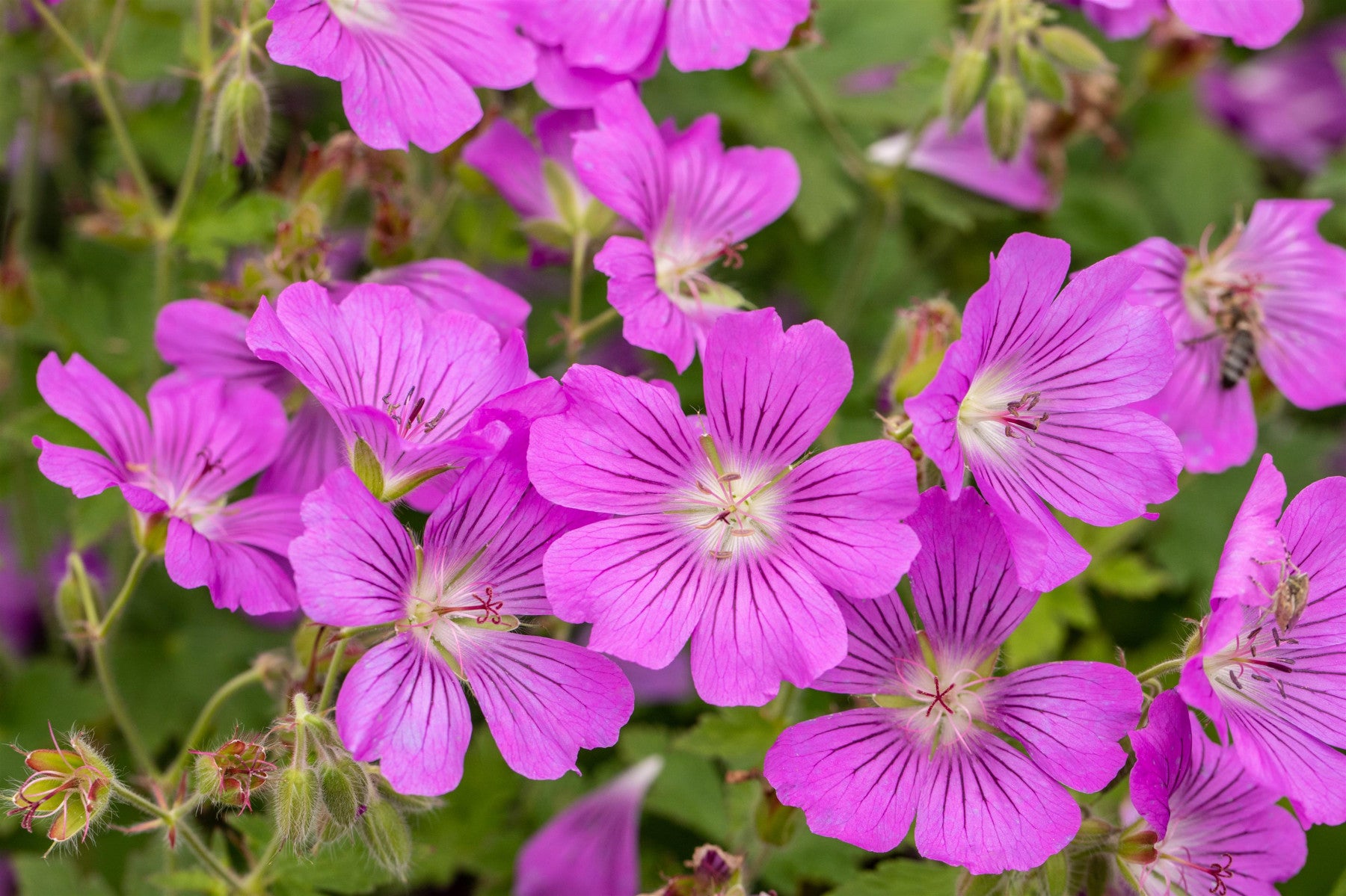 Geranium gracile 'Sirak' (Garten-Storchschnabel)