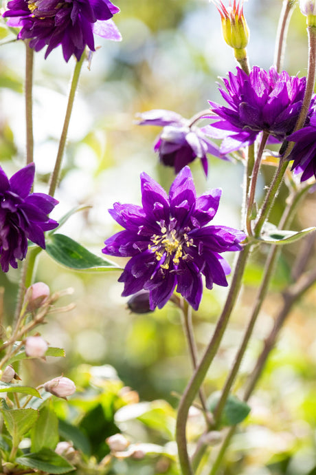 Aquilegia vulgaris 'Blue Barlow' mit Blüte ;;ab 3,45 Euro