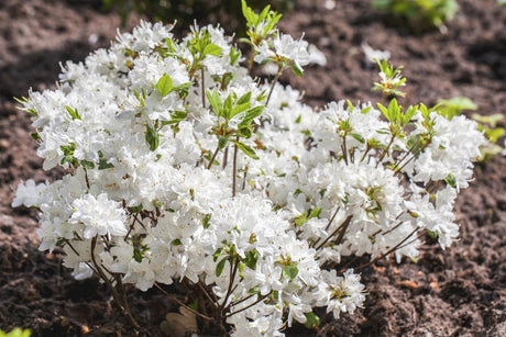 Rhododendron obt. 'Schneewittchen' mit Blüte, erhältlich von 30-40 bis 40-50 cm ;;ab 31,20 Euro