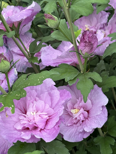 Hibiscus syriacus 'Lavender Chiffon' mit Blüte, erhältlich von 40-60 bis 200-250 cm ;;ab 24,60 Euro