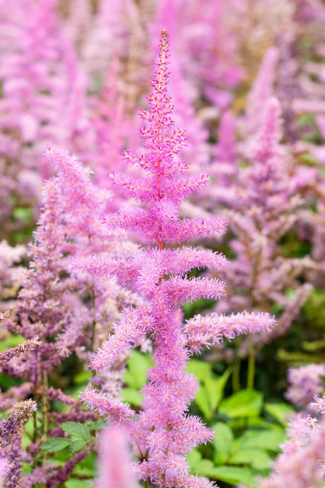 Astilbe x arendsii 'Amethyst' mit Blüte ;;ab 4,80 Euro