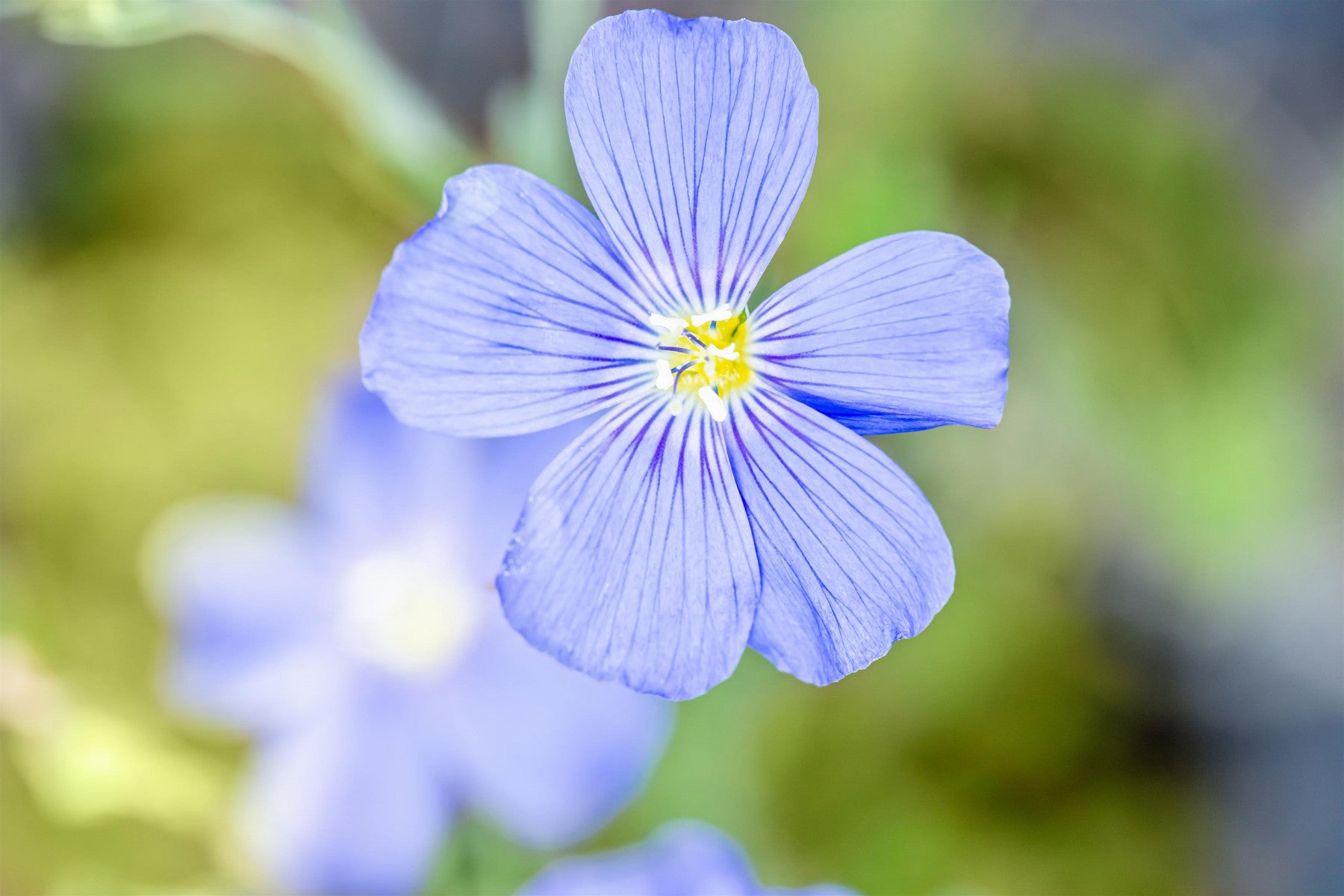 Linum perenne 'Nanum Saphir' (Garten-Lein)