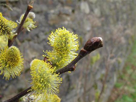 Salix aurita mit Blüte, erhältlich von 40-70 bis 100-150 cm ;;ab 1,95 Euro