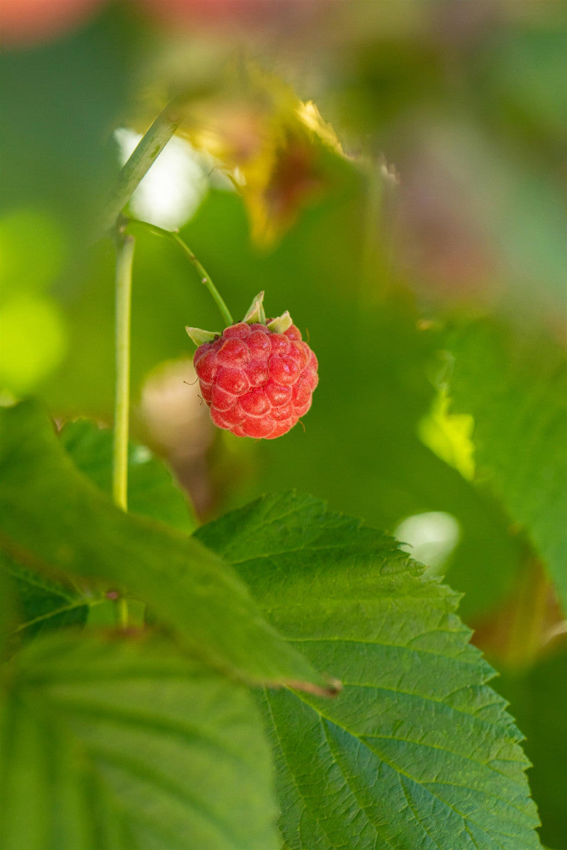 Rubus id. 'Tulameen' (Himbeere 'Tulameen' -S-)