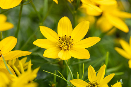 Coreopsis tripteris ;;ab 4,65 Euro