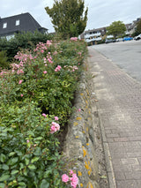 Synonym (alte Bezeichnung): Rosa 'The Fairy' Z als Hecke ; Pluspunkt: robust;;günstig mit Qualität