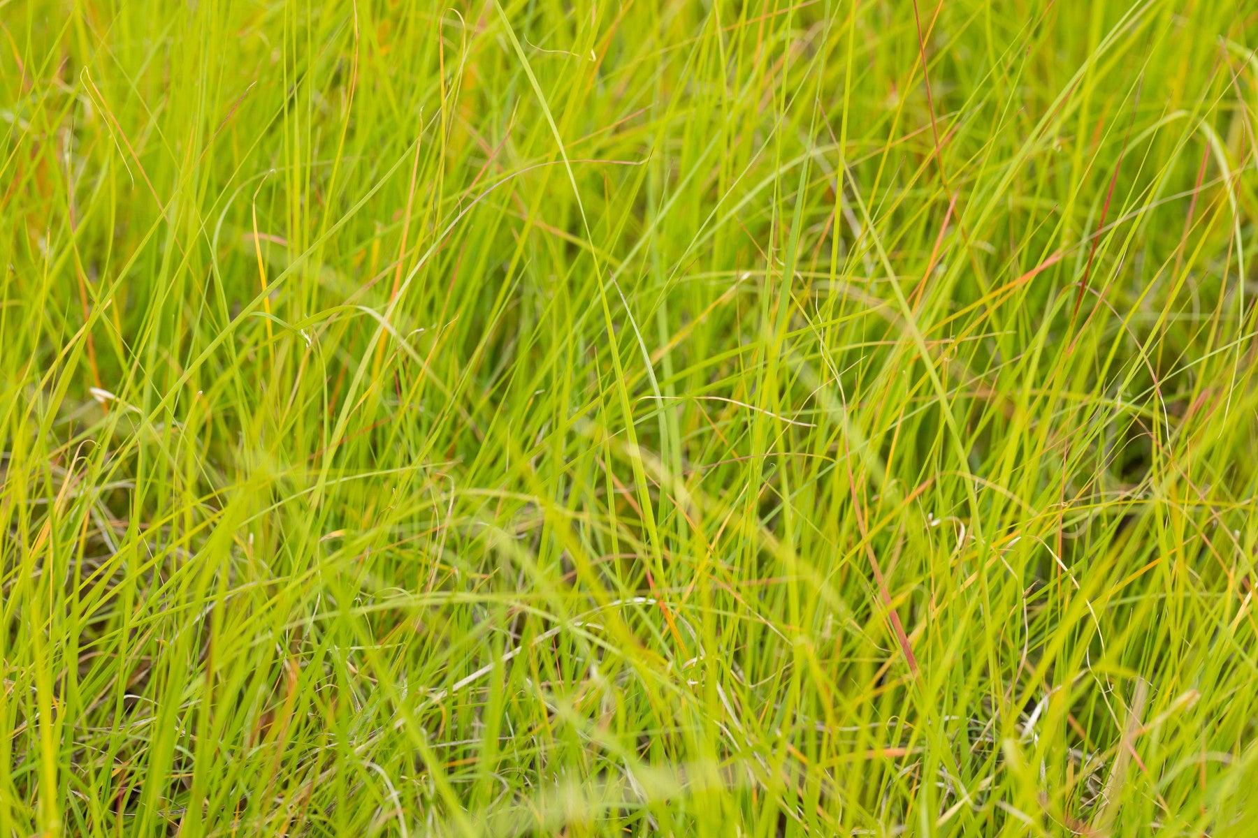 Sesleria nitida (Nest-Blaugras)