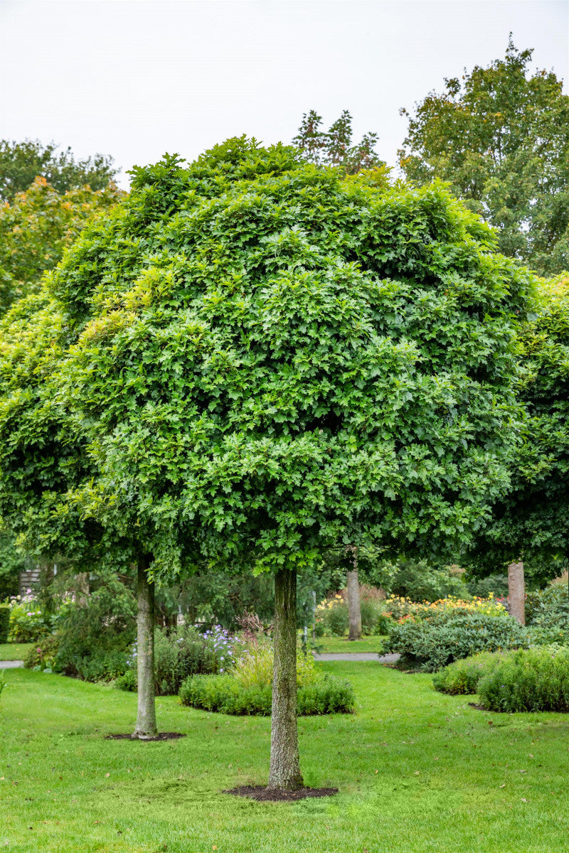 Quercus palustris 'Green Dwarf' als Pflanze im Beet, erhältlich von 270-330 bis 450-650 cm ;;ab 600,00 Euro