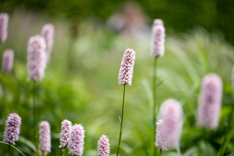 Bistorta affinis 'Superba' mit Blüte ;;ab 3,50 Euro