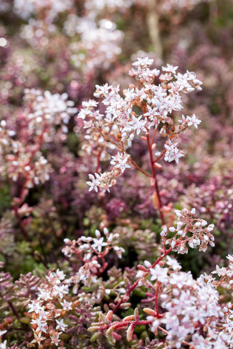 Sedum album 'Coral Carpet' mit Blüte ;;ab 3,10 Euro