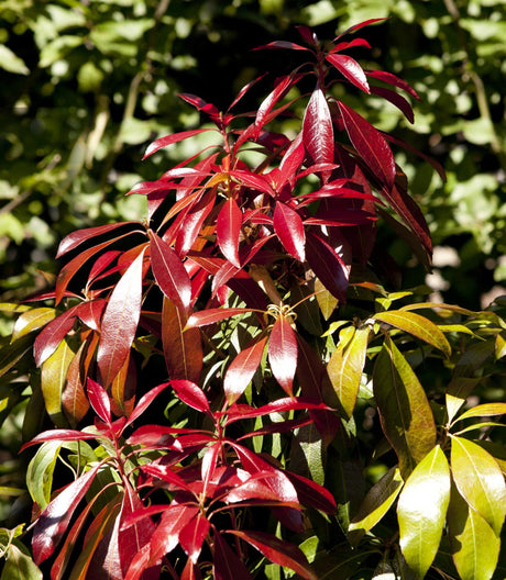 Pieris japonica 'Red Mill' , erhältlich von 20-25 bis 80-100 cm ;;ab 17,40 Euro