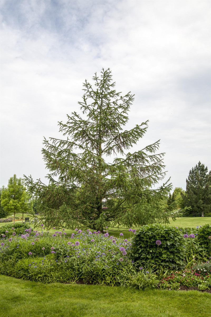 Synonym (alte Bezeichnung): Larix europaea als Pflanze im Beet ; Einsatz: Gartenpflanze ; Pluspunkt: dekorativ;;Pflanzen vom Profi