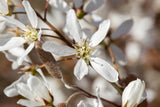 Amelanchier lamarckii mit Blüte ;;