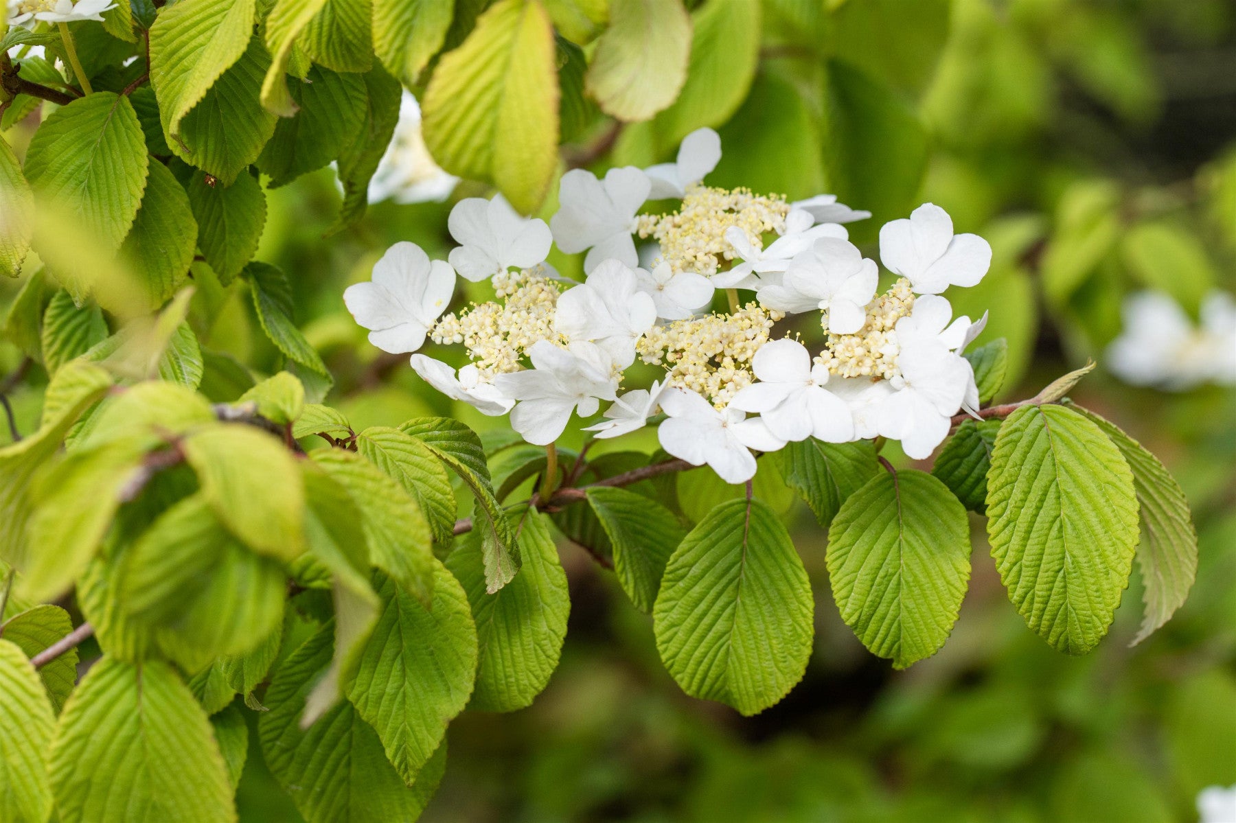 Viburnum plicatum tomentosum (Filziger Schneeball)