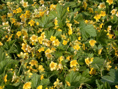 Waldsteinia geoides mit Blüte ;;ab 3,10 Euro