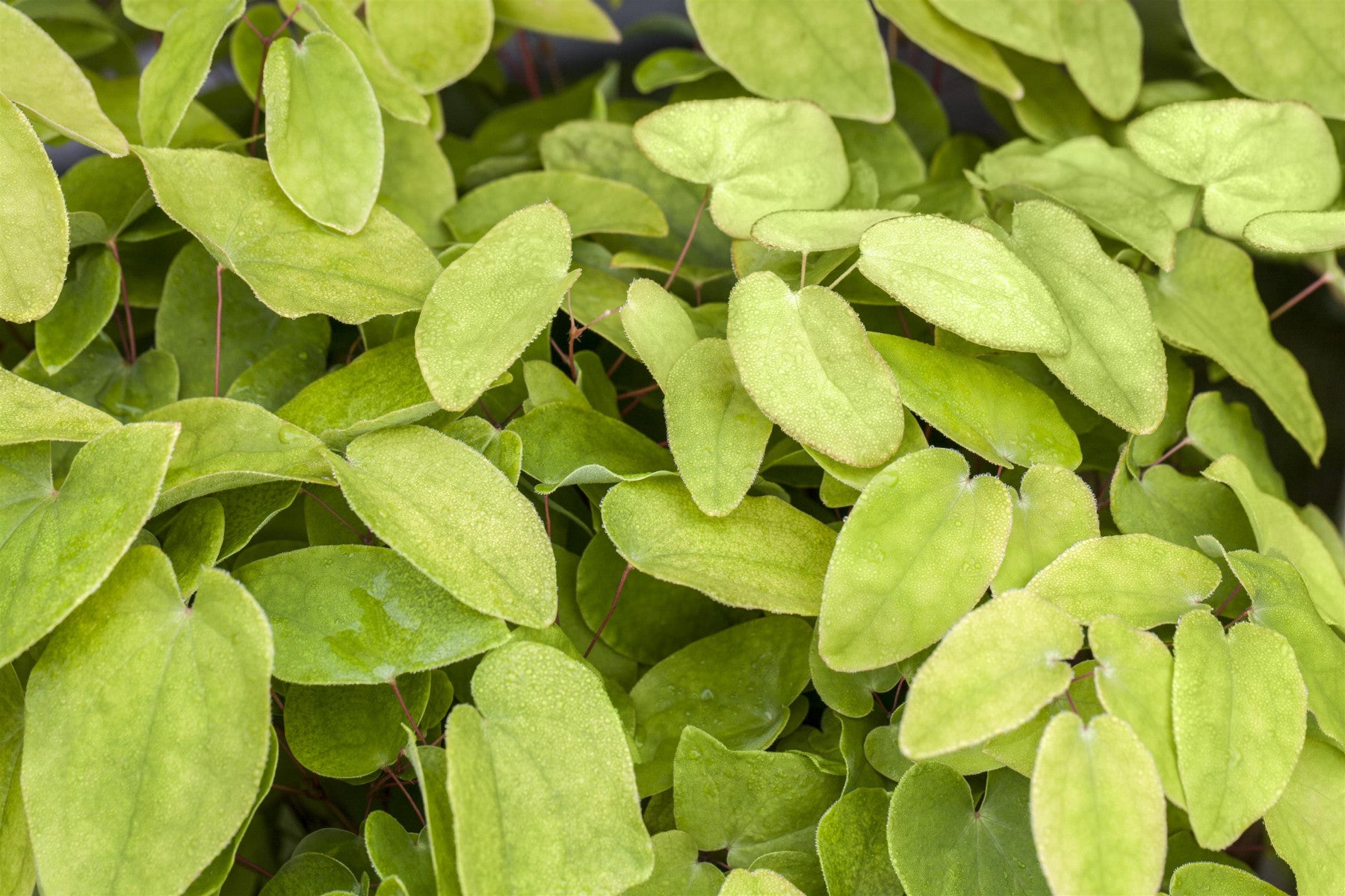 Epimedium x rubrum (Garten-Elfenblume)